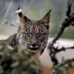 Un lince de Doñana, en una imagen de archivo