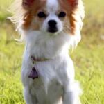 Un chihuahua, último fichaje de la policía japonesa