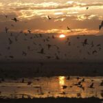 «La esperanza» es un modelo a seguir para la protección de aves
