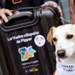 Pipper será durante el próximo año el "primer perro turista e influencer del mundo", que recorrerá España. Foto: EFE/NACHO GALLEGO