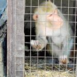 El amo del animalfue interceptado por la Guardia Civil, que comprobó que no tenía la documentación necesaria