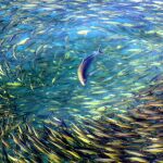 El calentamiento está obligando a un gran número de peces a emigrar para sobrevivir