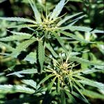 Una planta de marihuana