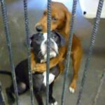 Dos horas después de publicar la foto, una persona se acercó al centro para adoptarlos