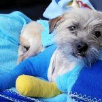 Mocho fue atropellado y sufrió varias fracturas en las patas delanteras que le obligó a someterse a varias operaciones para poder recuperarse