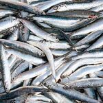 La anchoa sale a flote