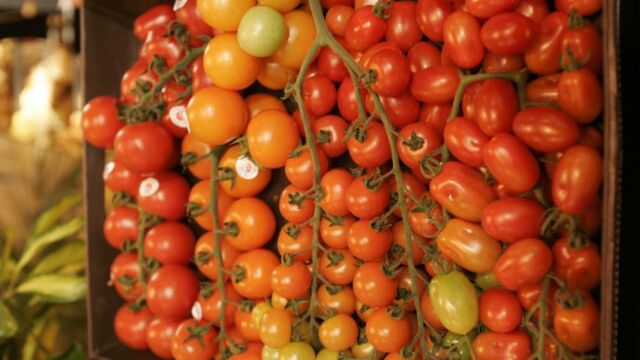 Los tomates ecológicos son más ricos cuando tienen estrés