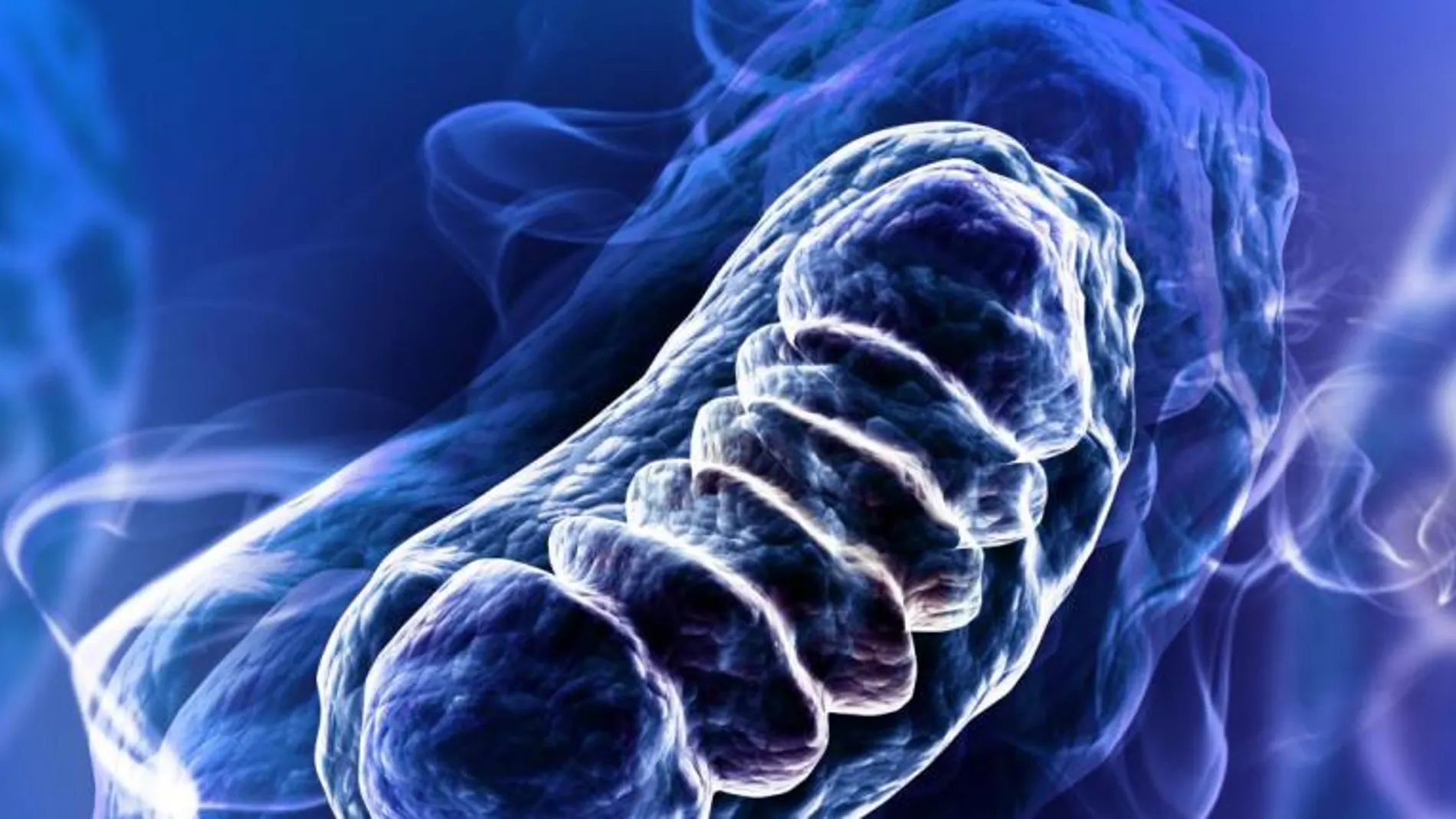 El antioxidante, en una ilustración de los autores de la investigación