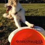 EN LAS REDES. Un perro de «disc dog» en apoyo a #PatasPorLaELA
