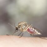 ¿Por qué no hay ningún «escudo» antipicaduras de mosquitos?