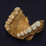 Un maxilar de un neandertal hallado en el yacimiento de la cueva del Sidrón, en Asturias