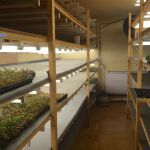 Agentes de la Policía Nacional hallaron en el interior de la vivienda de cuatro rehenes un total de 8.571 plantas de marihuana