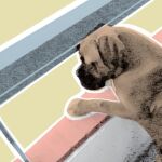Según los expertos, los perros tienen estados de ánimo, sentimientos, recuerdos y problemas de conducta, pero actúan de forma primaria
