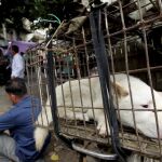 Un perro permanece enjaulado en Yulin durante el festival de 2013