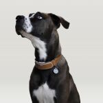 LINK AKC Smart Dog Collar, un dispositivo que no solo localiza y registra la actividad del perro, sino que está diseñado para fortalecer su vínculo con su dueño.