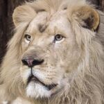 Una manada de leones devora a un cazador furtivo en Suráfrica