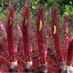 Un equipo de entomólogos y botánicos alemanes, brasileños y españoles ha hallado en Brasil larvas de una especie de mosca que viven en las hojas pegajosas de plantas carnívoras y a las que, además, «roban» su alimento. EFE