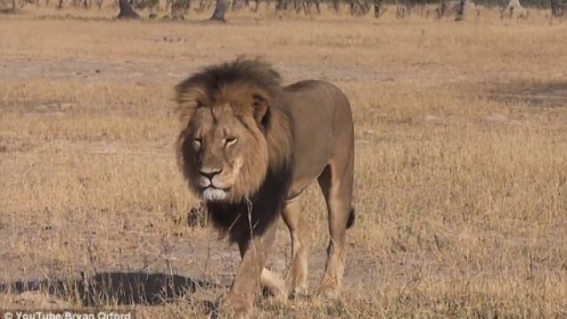 ¿Quién mato realmente a Cecil?