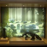 Viaje 3.500 millones de años atrás dentro de un museo