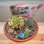 Pequeños jardines para enfermas de cáncer