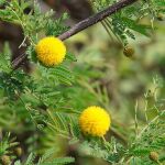 Acacia farnesiana.