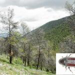 La imagen muestra un rodal de pinos atacados por «Tomicus destruens» tras una granizada