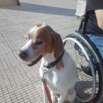 Óscar es un perro adoptado que ahora forma parte de una familia