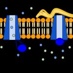 Un mal funcionamiento de la proteína CFTR causa fibrosis quística.