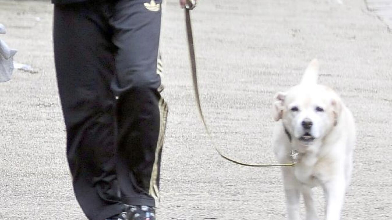 Muere la popular mascota de George Michael