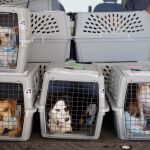 Cuatro detenidos por vender cachorros de perro que morían a las pocas horas