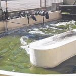 El proyecto trabajará con tres tipos de microalgas diferentes. La más famosa es la Spirulina, que necesita de agua dulce para su crecimiento. La Pyrocistis tiene una curiosa propiedad bioluminiscente que puede dar luz a los platos.