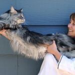 El gato más largo del mundo mide 120 centímetros