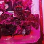 El cultivo de plantas denominada Experimento Veg-01 o "Veggie", que producen lechuga romana para los astronautas de la Estación Espacial