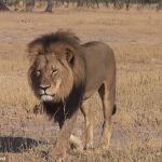El español que mató a «Cecil» lo hirió y lo persiguió dos días hasta rematarlo