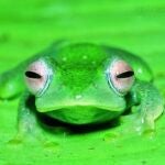 Estos resultados casi duplican el número de anfibios de la isla y sugieren que su biodiversidad ha sido subestimada