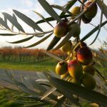 Estados Unidos es el segundo mercado más importante para las exportaciones de aceite de oliva de España