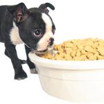 Alrededor del 10% de los perros desarrolla alergias ambientales