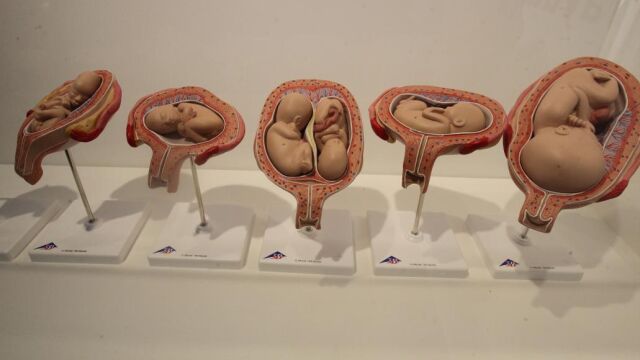 La venta de tejido fetal activa el debate sobre el aborto en EEUU
