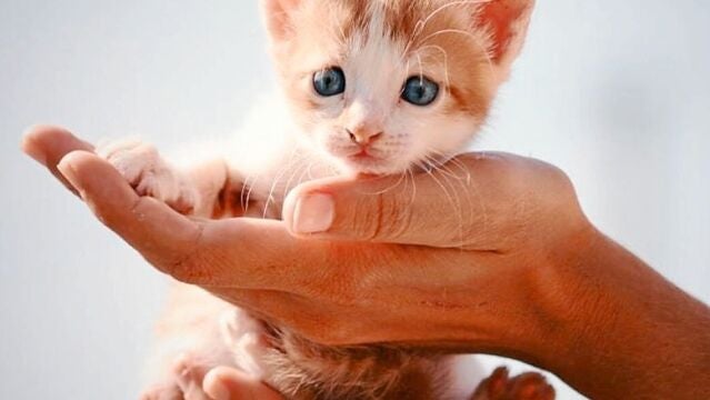 Leo, uno de los gatitos que ha conseguido encontrar un nuevo hogar ayudado por S.O.S Gatos Murcia