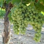 La muestra detalla todo el proceso investigador desde la plantación de la uva hasta la producción de vino