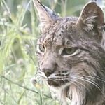 «El lince viajero» se toma unas vacaciones en el sur de Portugal