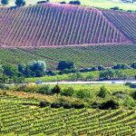 Imagen de unos viñedos de la Denominación de Origen de El Bierzo