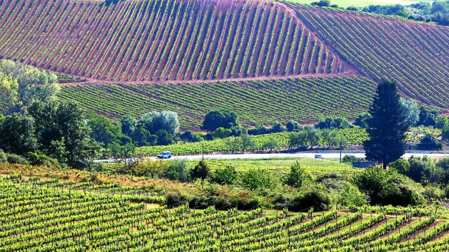 Imagen de unos viñedos de la Denominación de Origen de El Bierzo