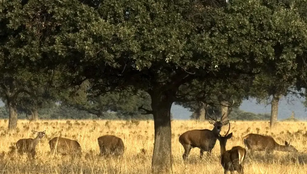 Cabañeros es monitoreado para comprobar cómo le efecta el cambio climático