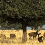 Cabañeros es monitoreado para comprobar cómo le efecta el cambio climático