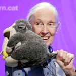 Goodall ha sido premiada por su contribución a la comprensión de la naturaleza