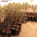 La Policía Autonómica decomisó más de 7.000 plantas de marihuana