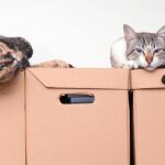 Una empresa de Japón ha recurrido a los gatos para mejorar el ambiente de trabajo de sus empleados