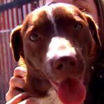 Clipper, el perro que iban a adoptar