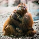 ¿Sienten los animales empatía entre ellos?